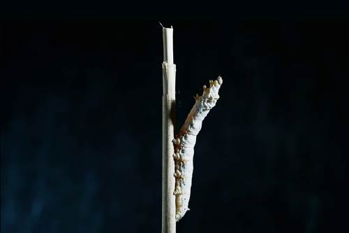 A photograph of a silkworm crawling up a branch